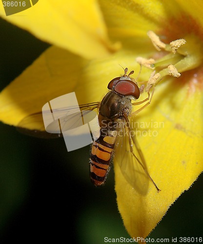 Image of flower fly