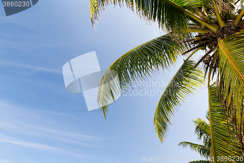 Image of cocoa palm tree and blue sky