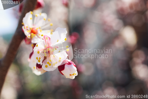 Image of Spring white flowers and buds 