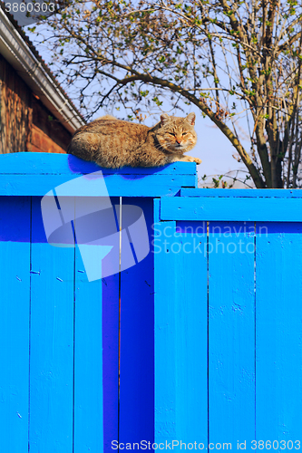 Image of Red cat sitting on the blue fence