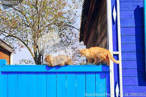 Image of Two red cats sitting on the blue fence