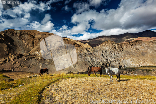 Image of Horses and cow grazing in Himalayas. Ladakh, India