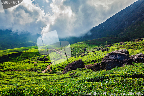 Image of Green tea plantations in Munnar, Kerala, India