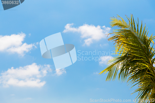 Image of cocoa palm tree and blue sky