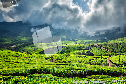 Image of Green tea plantations in Munnar, Kerala, India