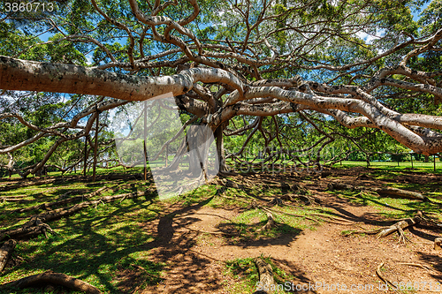 Image of Ficus Benjamina tree