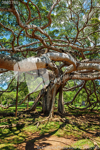 Image of Ficus Benjamina tree