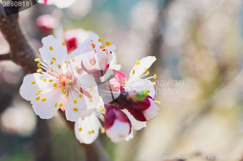 Image of Spring white flowers and buds 