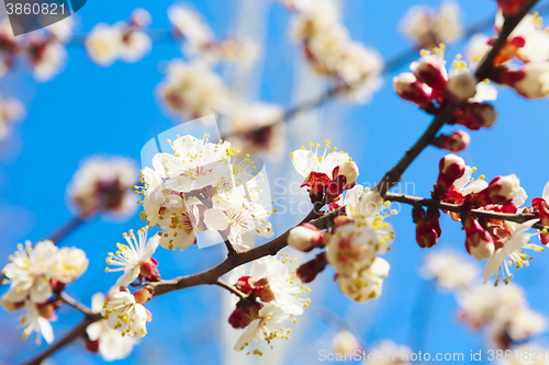 Image of Spring white flowers and buds 