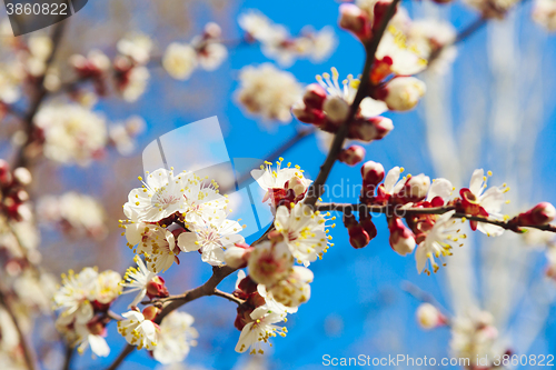 Image of Spring white flowers and buds 