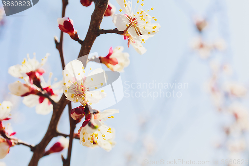 Image of Spring white flowers and buds 