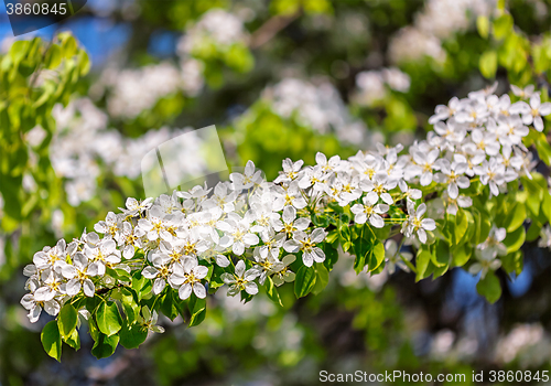 Image of Apple tree blossoming branch