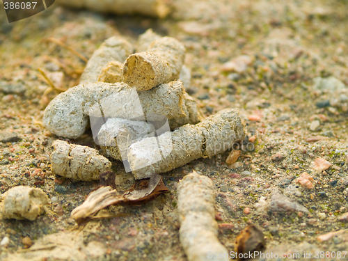 Image of Goose poo