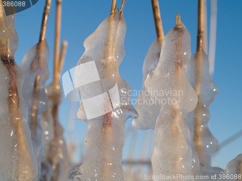 Image of Icy reed