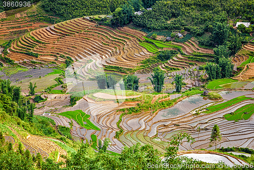 Image of Rice field terraces. Near Sapa, Mui Ne