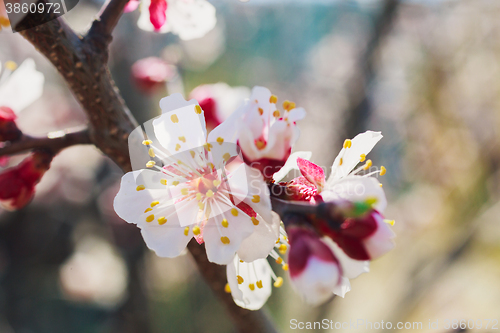 Image of Spring white flowers and buds 