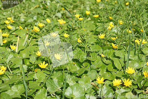 Image of Flowering plants of lesser celandine