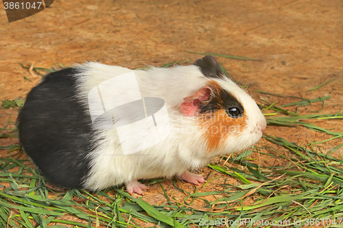 Image of Mature guinea pig eating green grass