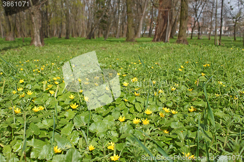 Image of Flowers of lesser celandine in park