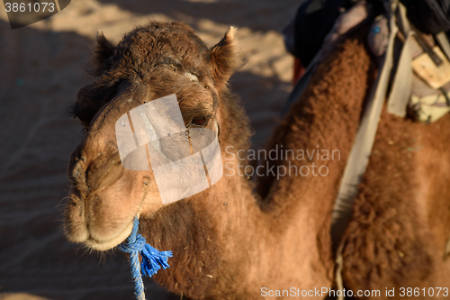 Image of Old camel working on desert caravans.