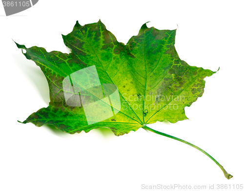 Image of Maple-leaf on white