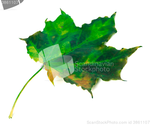 Image of Green autumn maple leaf on white background