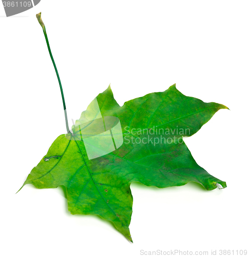 Image of Green maple leaf