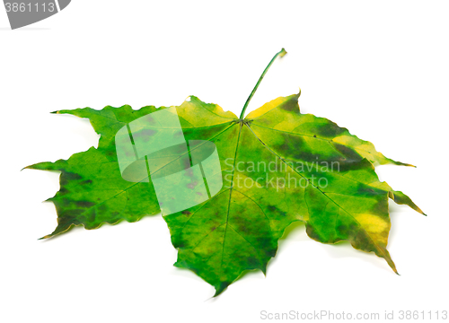 Image of Multicolor maple leaf