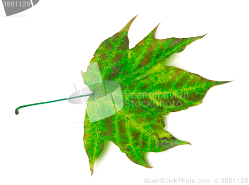 Image of Multicolor maple-leaf on white