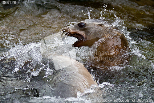 Image of Pinniped- seal 