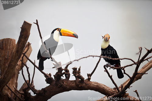 Image of channel-billed toucan