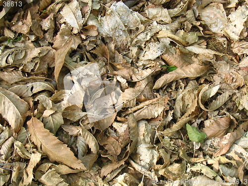Image of leaves