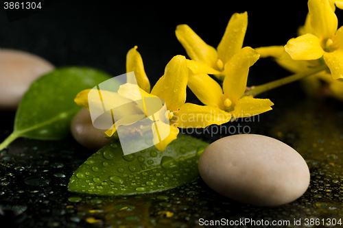 Image of pebbles and yellow flower on black with water drops