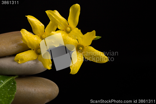 Image of balancing zen stones on black with yellow flower