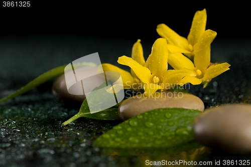 Image of pebbles and yellow flower on black with water drops