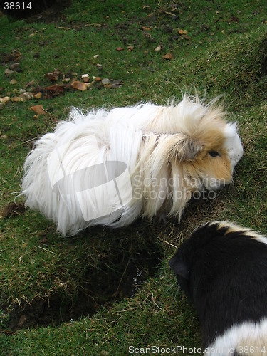 Image of guinea pig