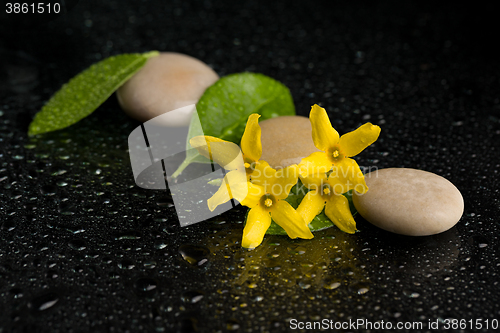 Image of pebbles and yellow flower on black with water drops