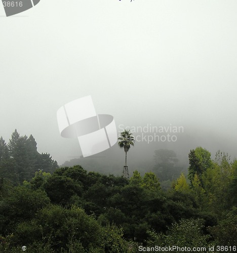 Image of Foggy forest in Barclay, CA, USA