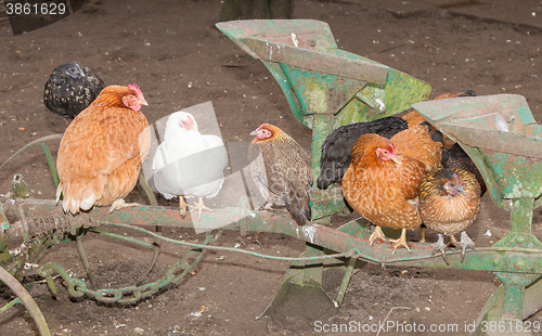 Image of Image of different chickens standing on an agricultural mashine 