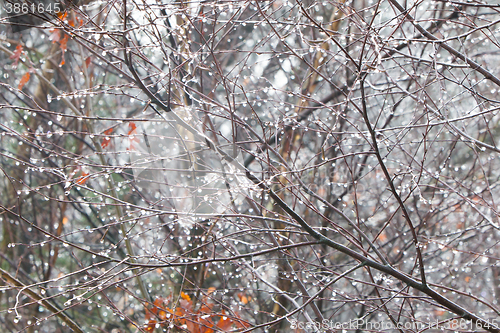 Image of Tree branch with frozen water drops after freezing rain