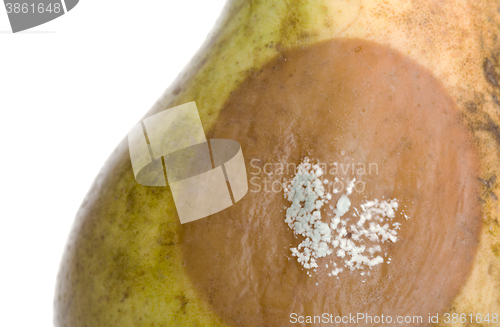 Image of Close up of a pear with white area of fungus growing on it, sele