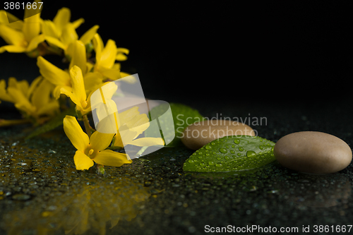 Image of pebbles and yellow flower on black with water drops