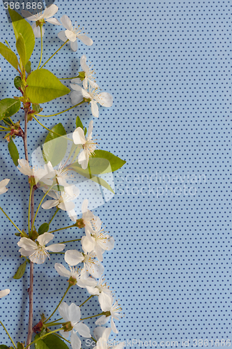 Image of white cherry blossoms 