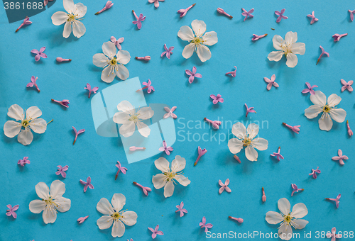 Image of white cherry blossoms and lilac