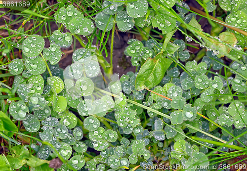 Image of Dew drops close up 