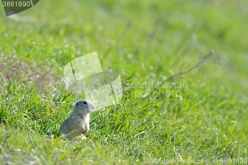 Image of prairie dog on field