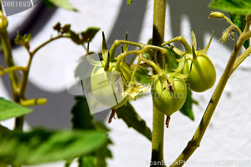 Image of green tomatoes on vine