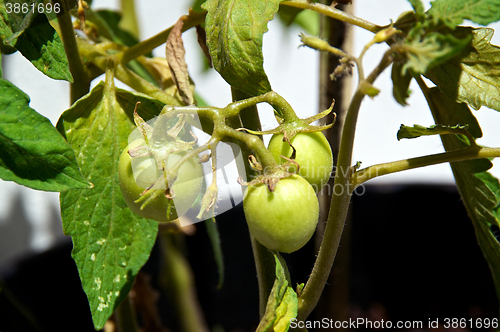 Image of young tomatoes in sunshine