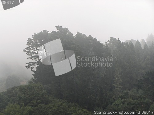 Image of Foggy forest in Barclay, CA, USA