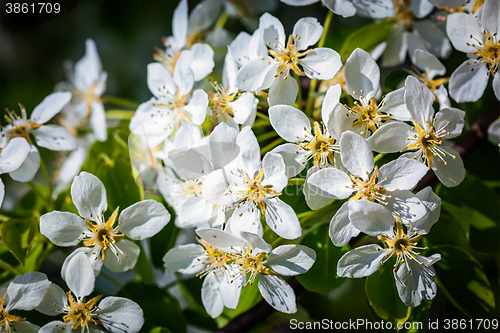 Image of Apple tree blossoming branch